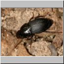 Harpalus tardus  - Laufkaefer 01 6mm.jpg